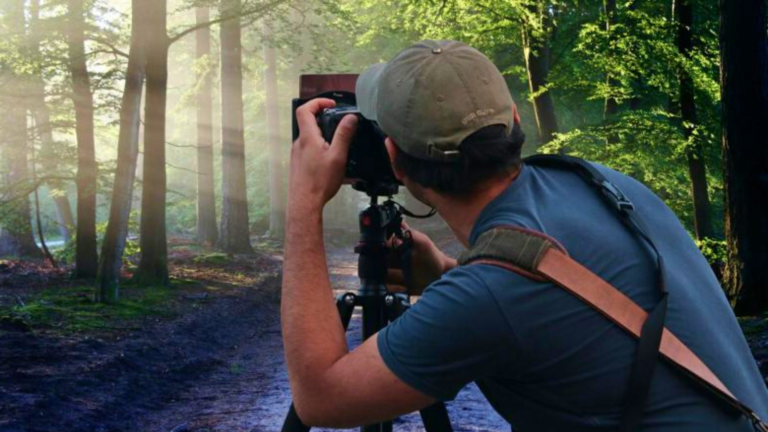 Photographie d’animaux dans les arbres – partie 1