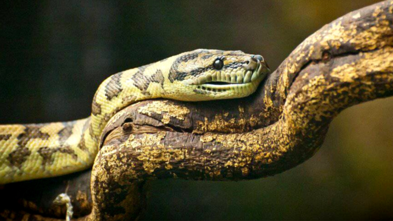 Les bons comportements à adopter pour éviter les morsures de serpent