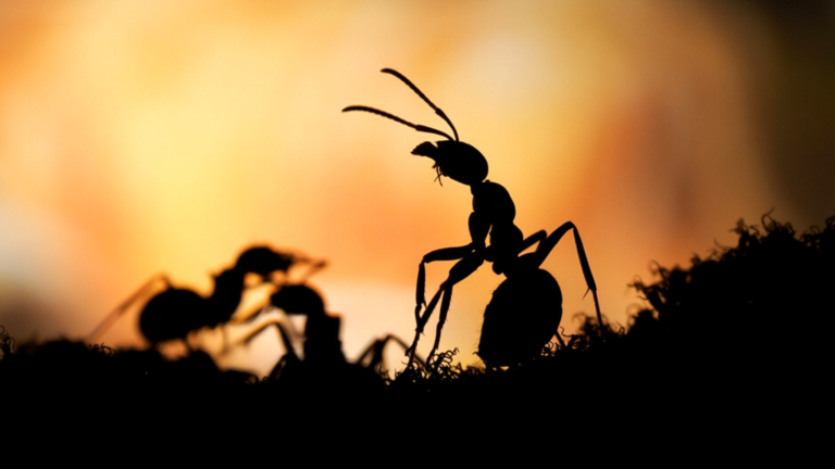 Fourmis à l’attaaaaque! Que faire si vous avez de petits excursionnistes à six pattes dans votre logis?