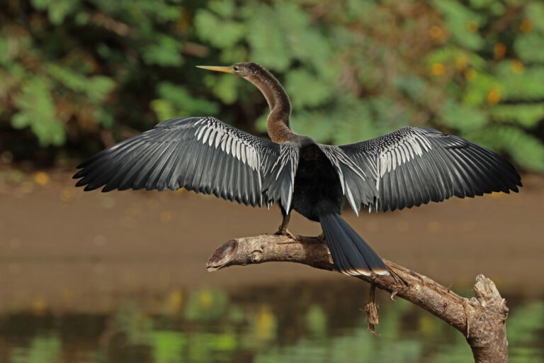 Caño Negro: un lieu unique au monde !