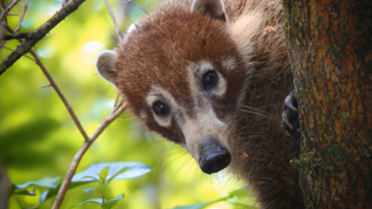 L’acrobate de la jungle: le coati!