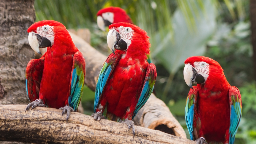 La population des aras rouges augmente de 180% au Costa Rica - MAG506