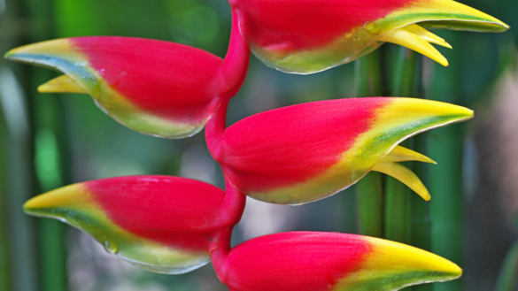 Heliconia aux pinces de homard